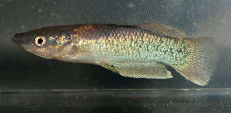 Pachypanchax arnoulti