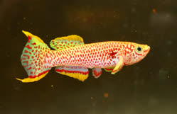 00-0-Copr_2026-CarlosCostat.jpg
