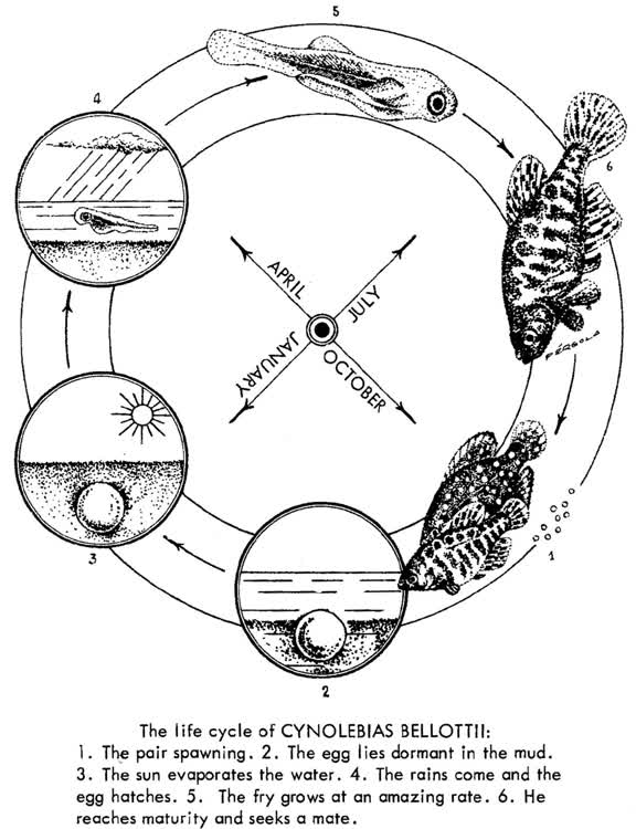 substrate