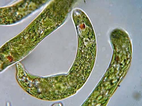 euglena