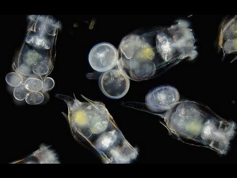 rotifers