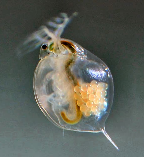 daphnia