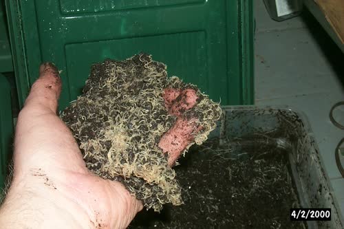 Image of White Worms